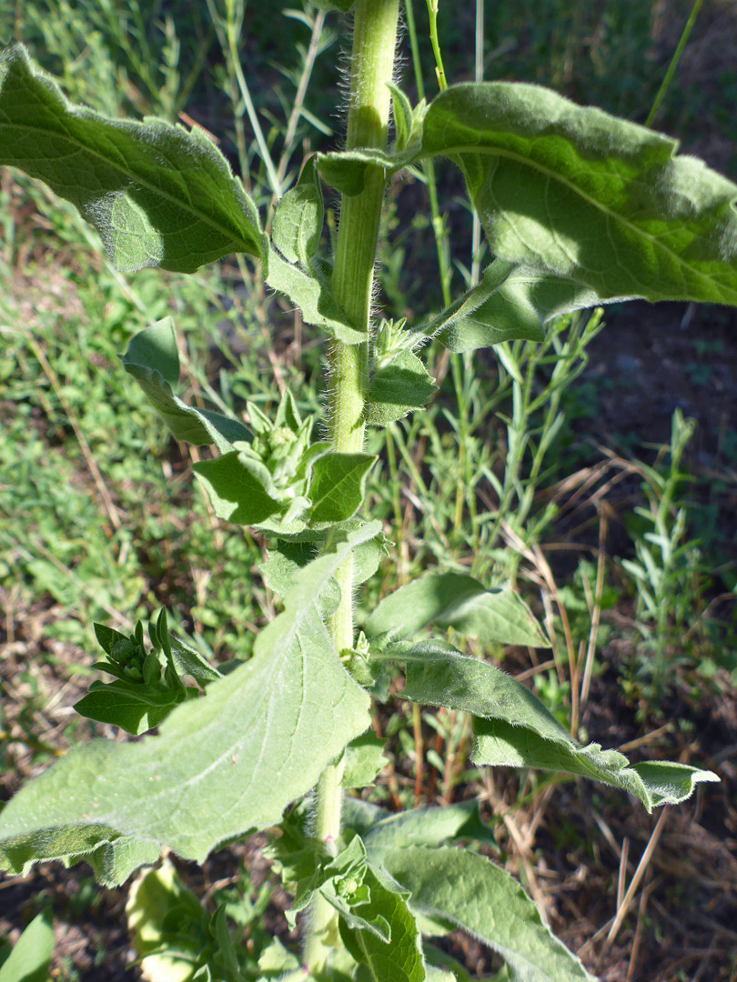 Stem and leaves