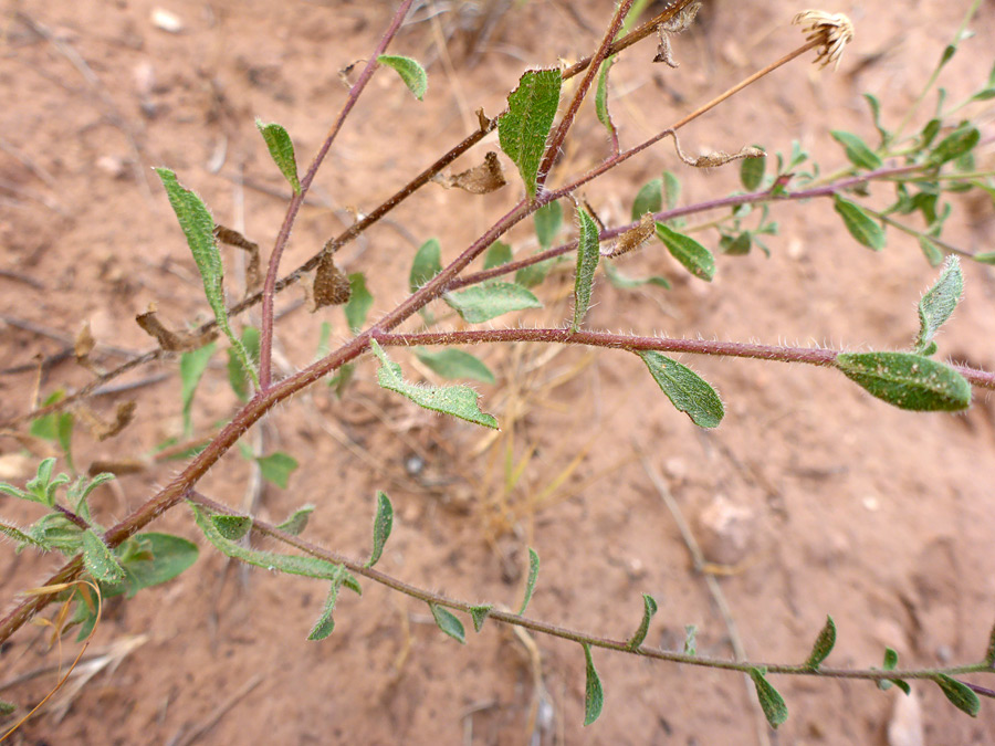 Hairy, reddish stems