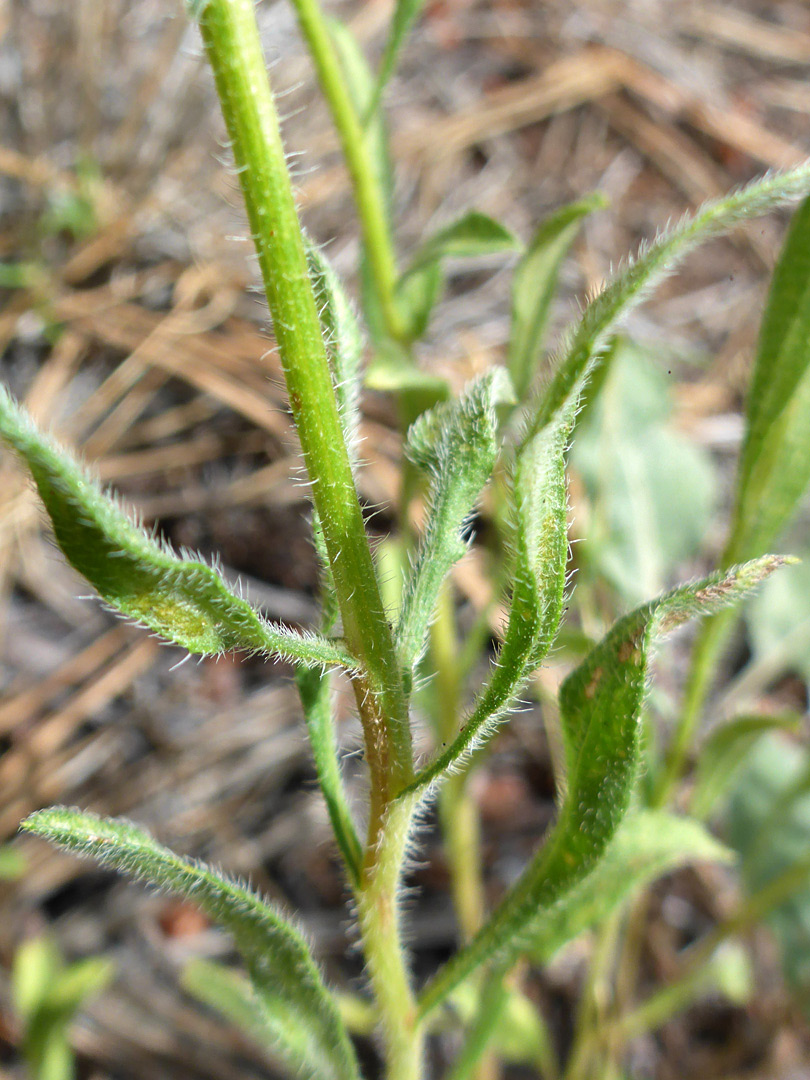 Curving, hairy stem leaves