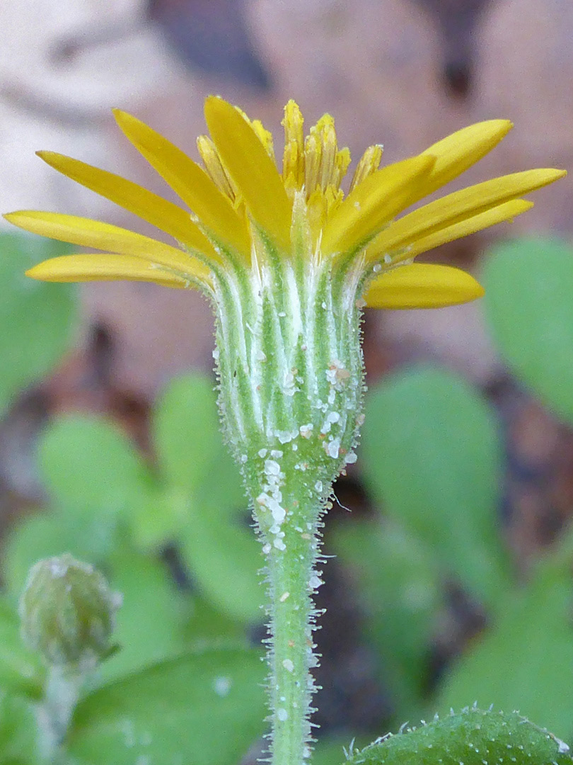 White-margined phyllaries