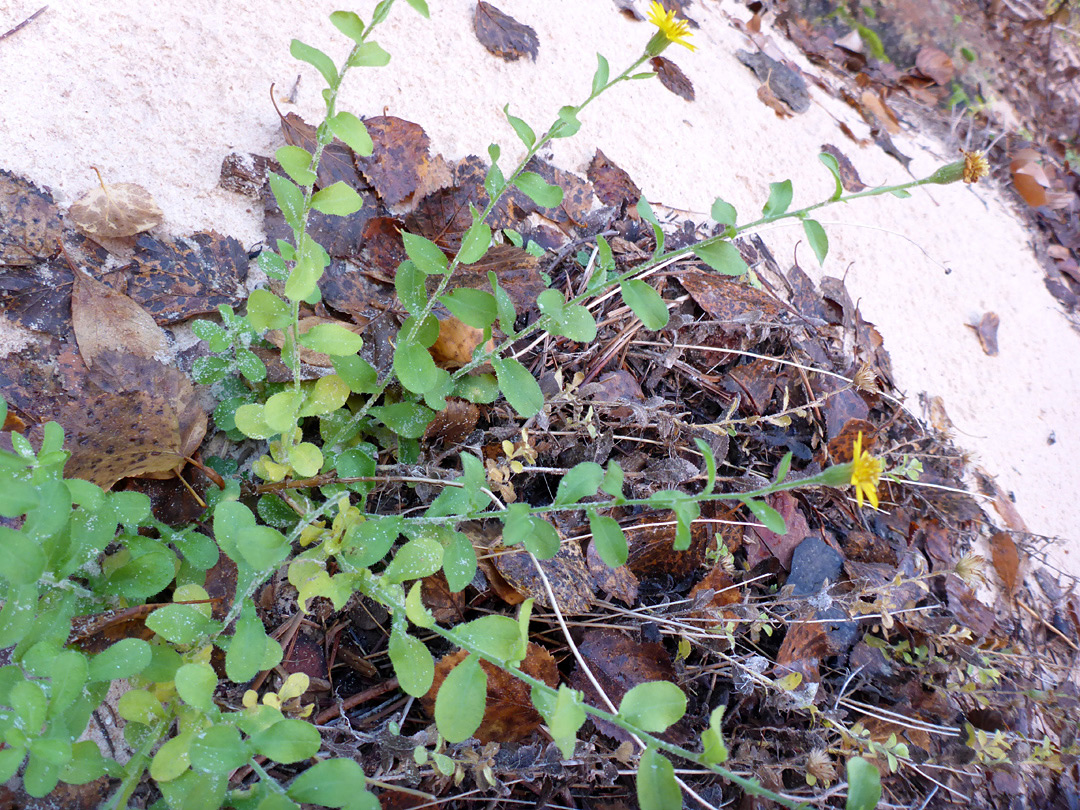 Flowering stems