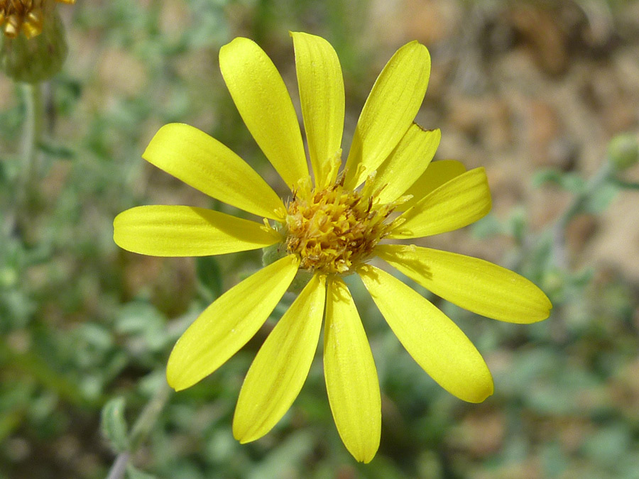 Flowerhead