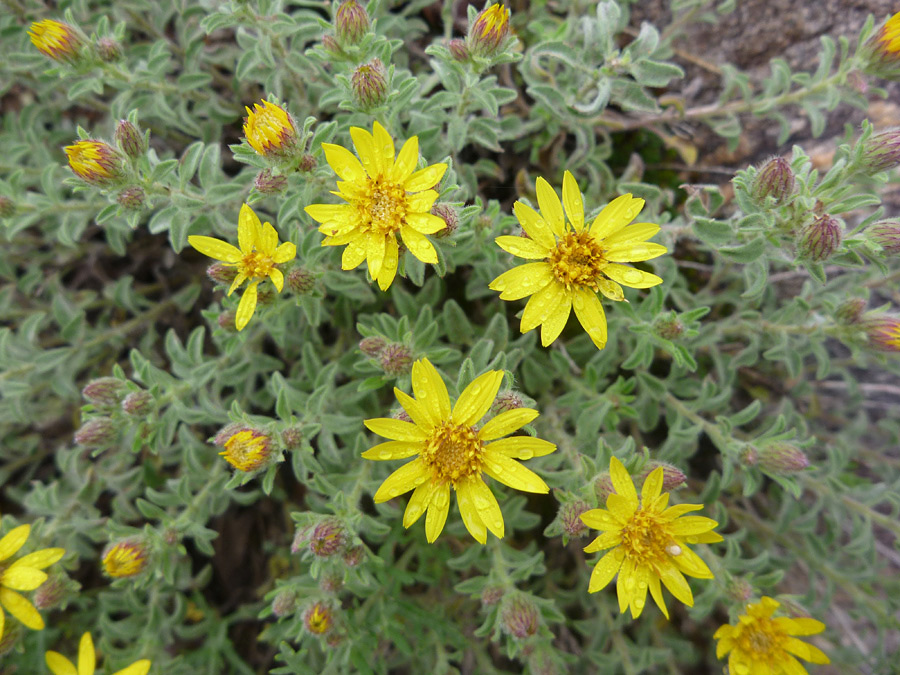 Group of flowers