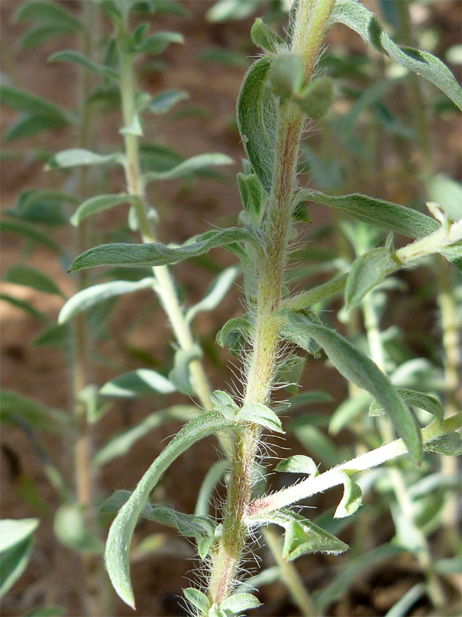 Hairy stem