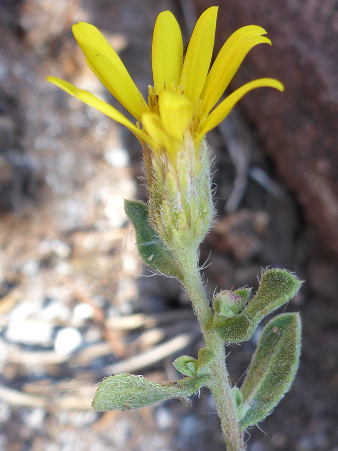 Upper stem leaves