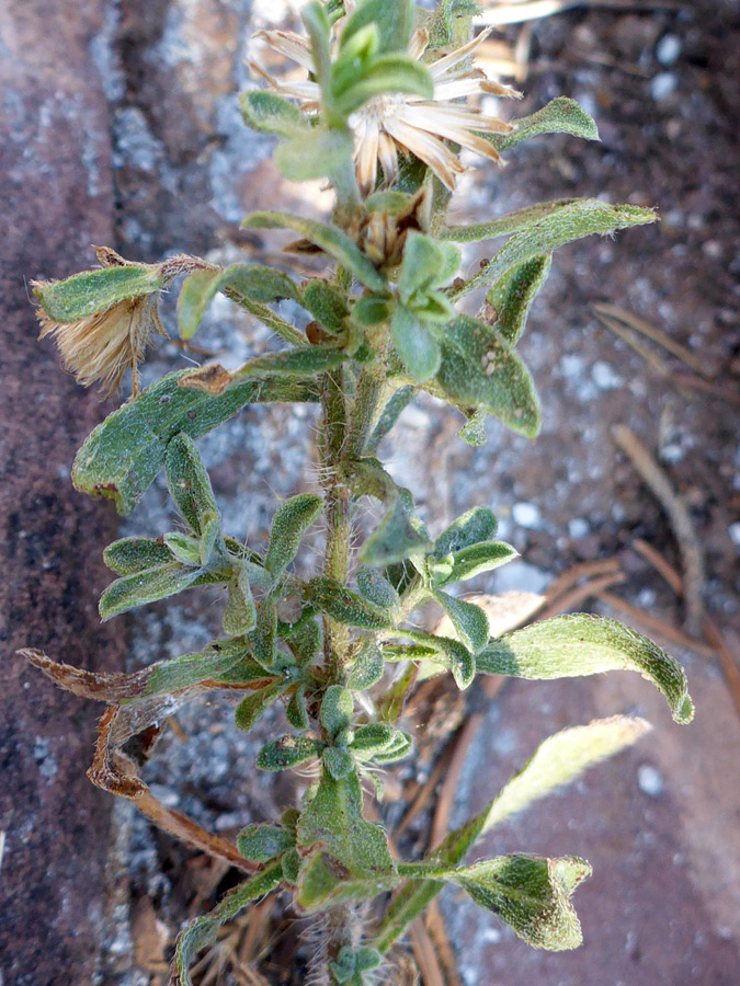 Lower stem leaves