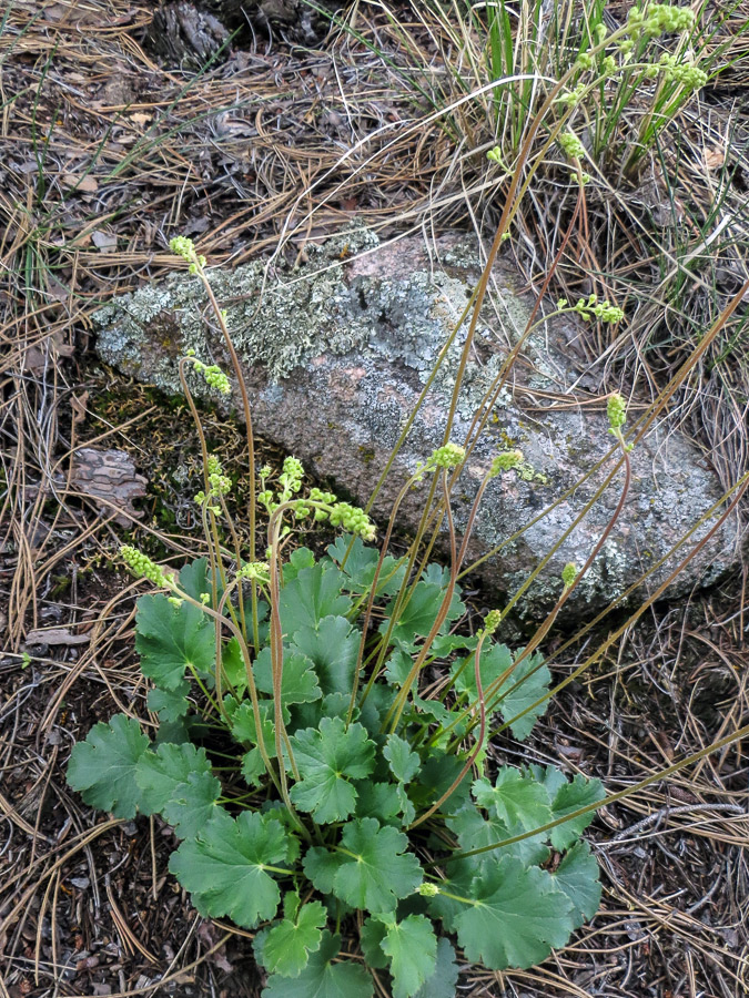 Flowers and leaves