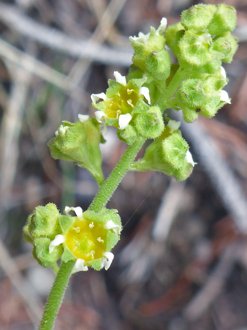 Yellow-centered flowers