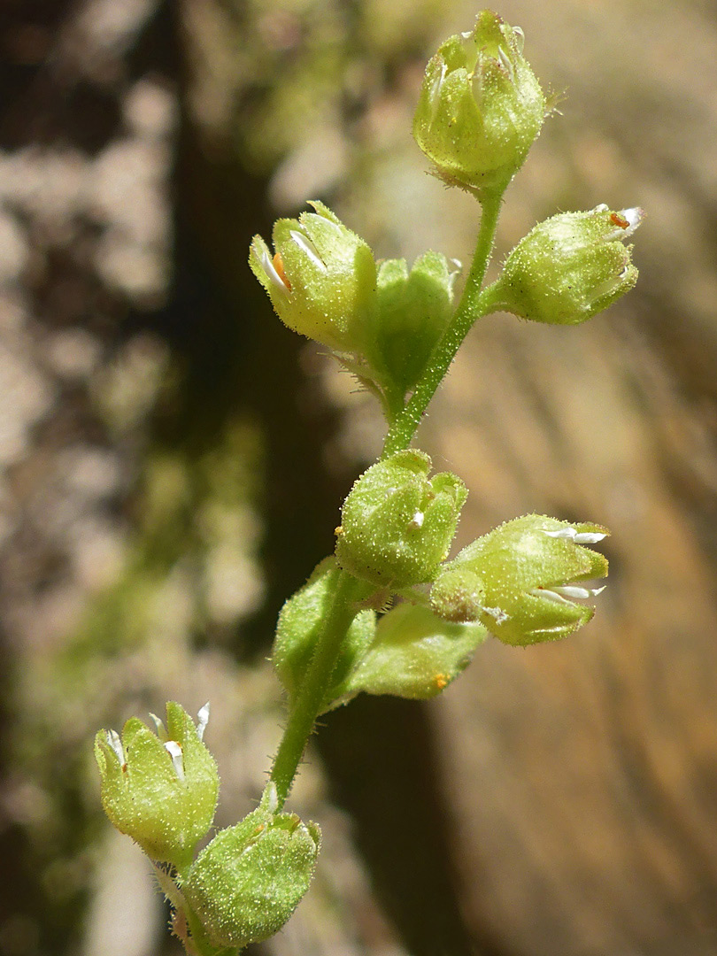 Sparsely hairy calyces