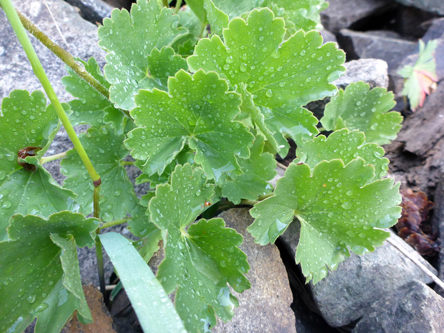 Lobed, toothed leaves