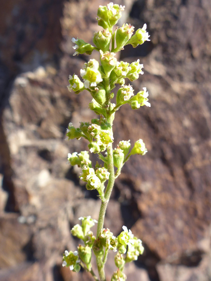 Elongated cluster