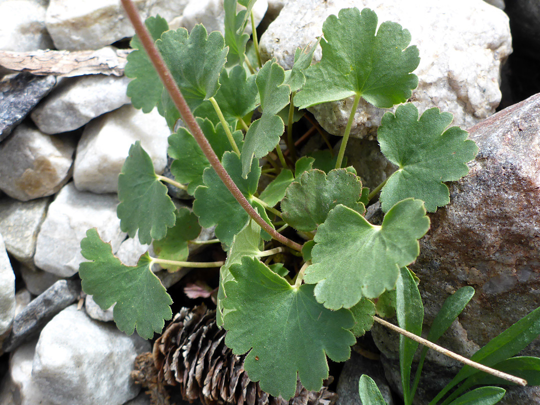 Rounded, toothed, stalked basal leaves