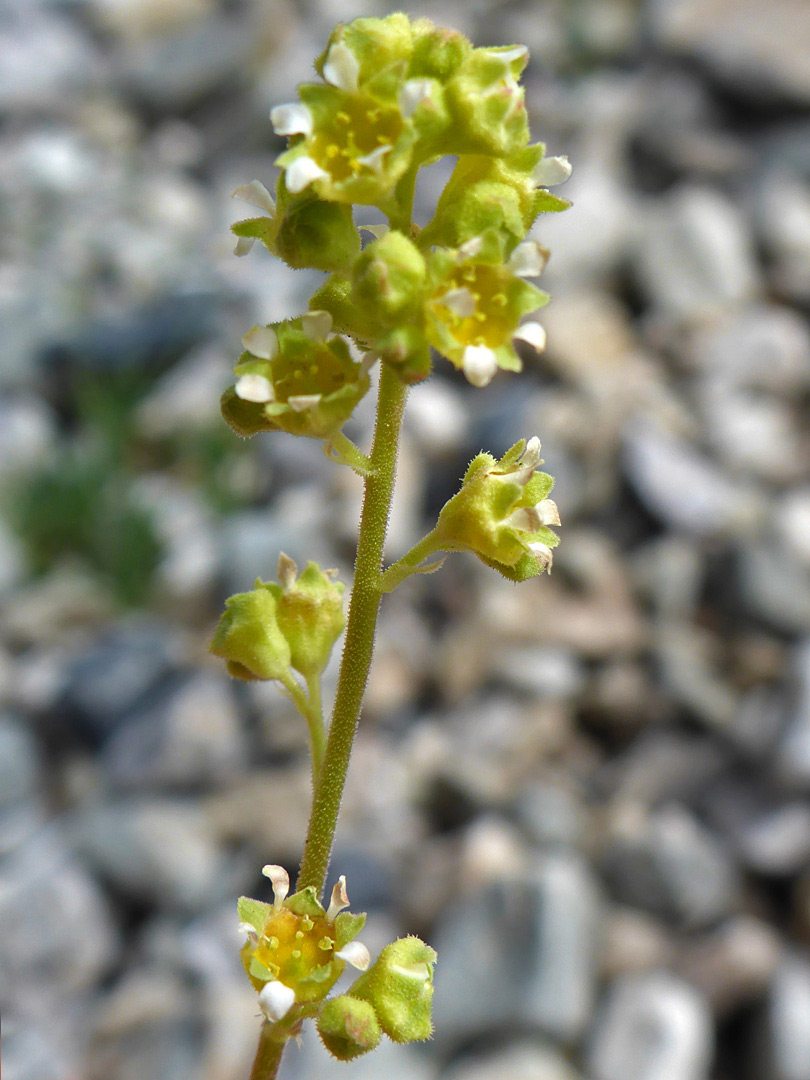 Greenish-yellow flowers