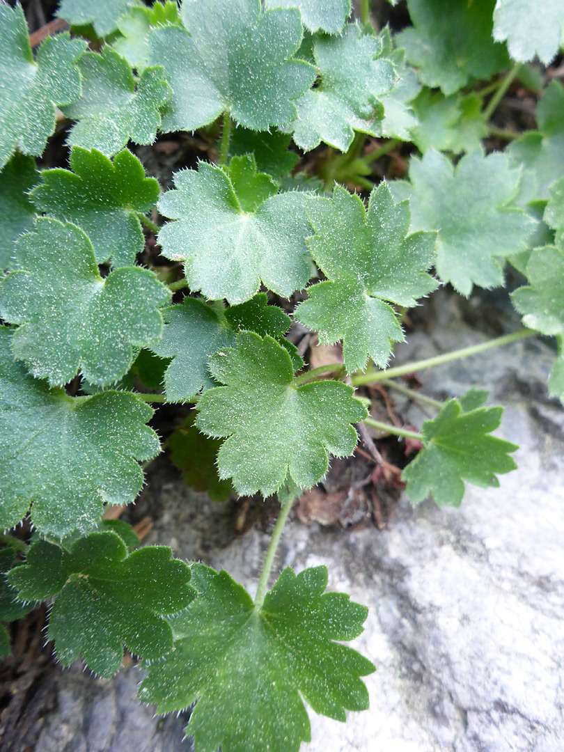 Shallowly lobed leaves