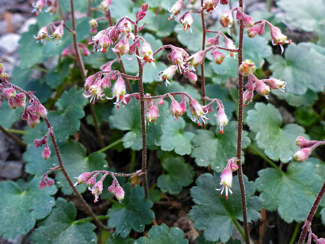 Pendent, purplish flowers