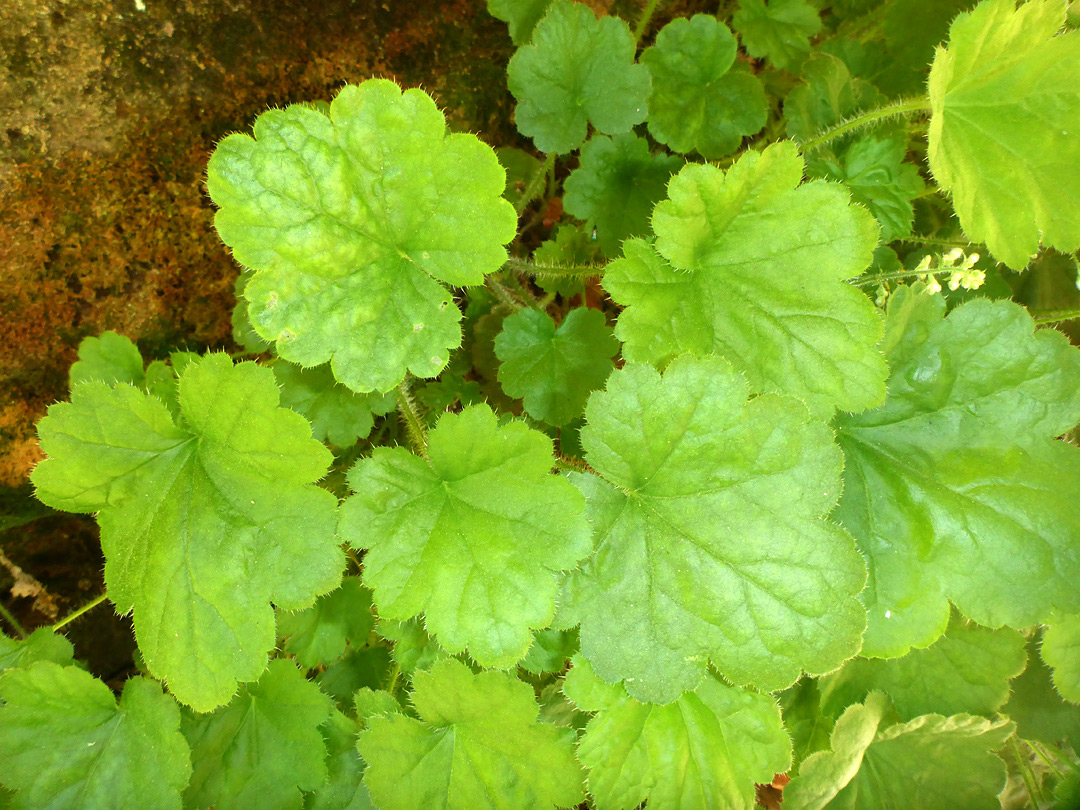 Ciliate leaves