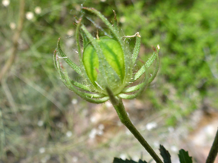 Green fruit