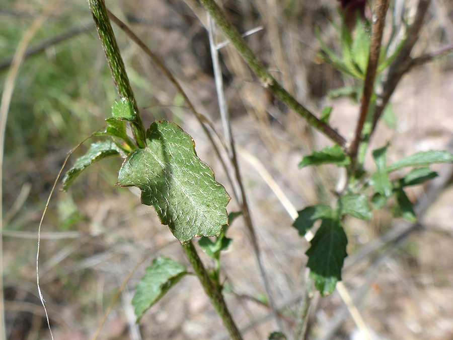 Hairy leaves