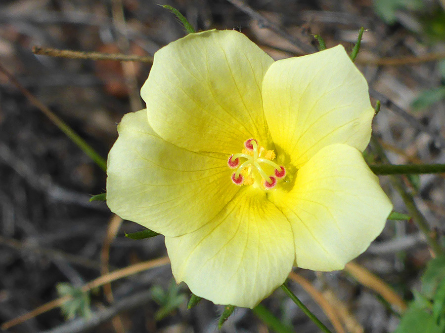 Bright yellow petals