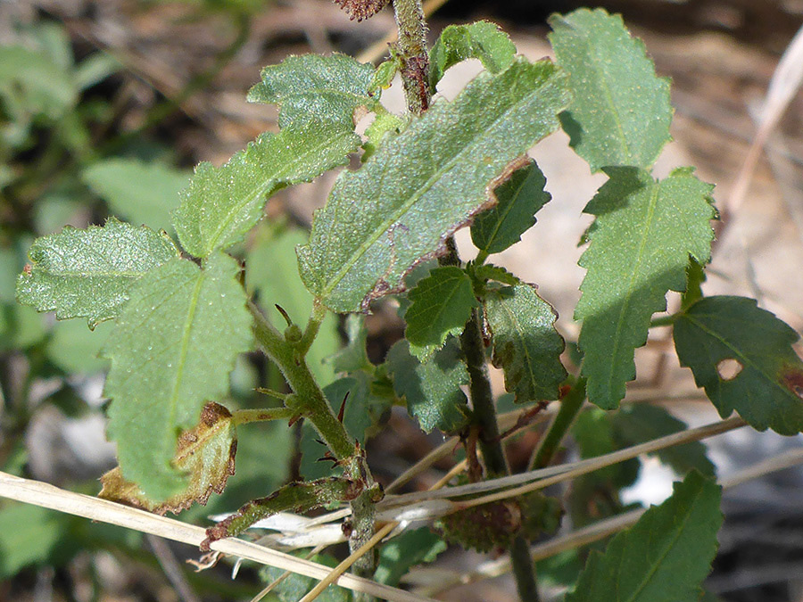 Toothed leaves