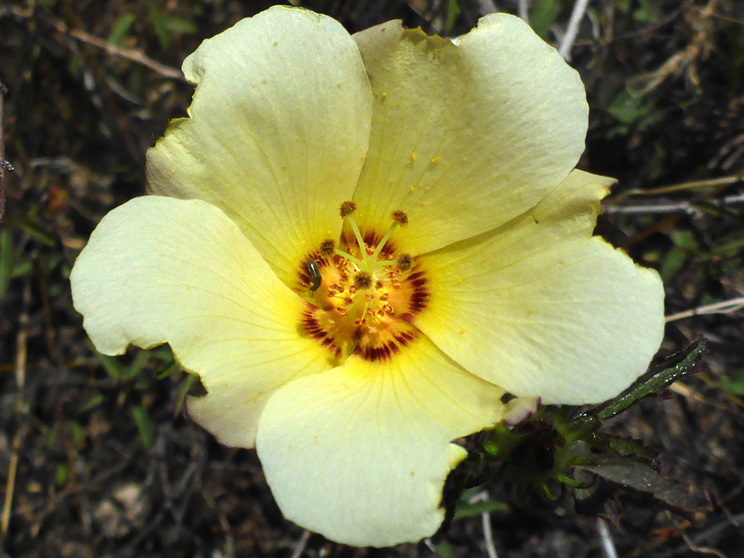 Pale yellow flower