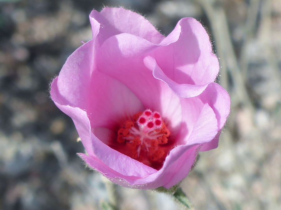 Opening flower