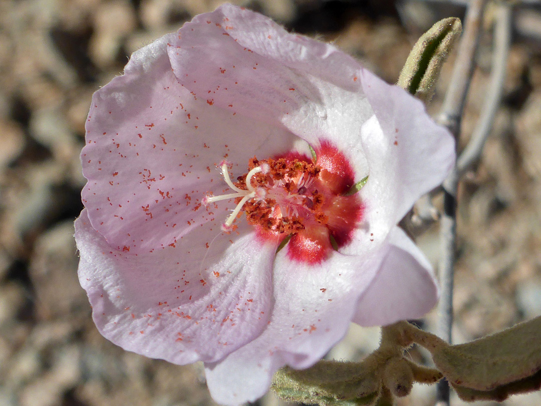 Pinkish-orange pollen