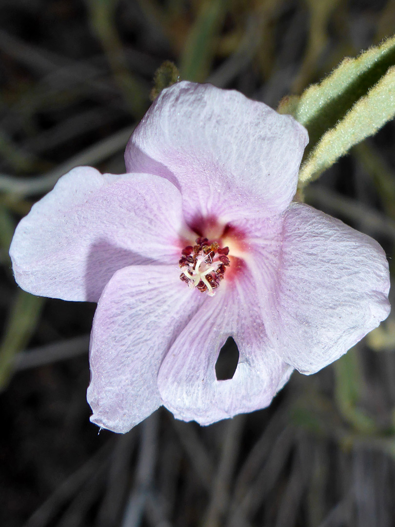 Pale pink petals