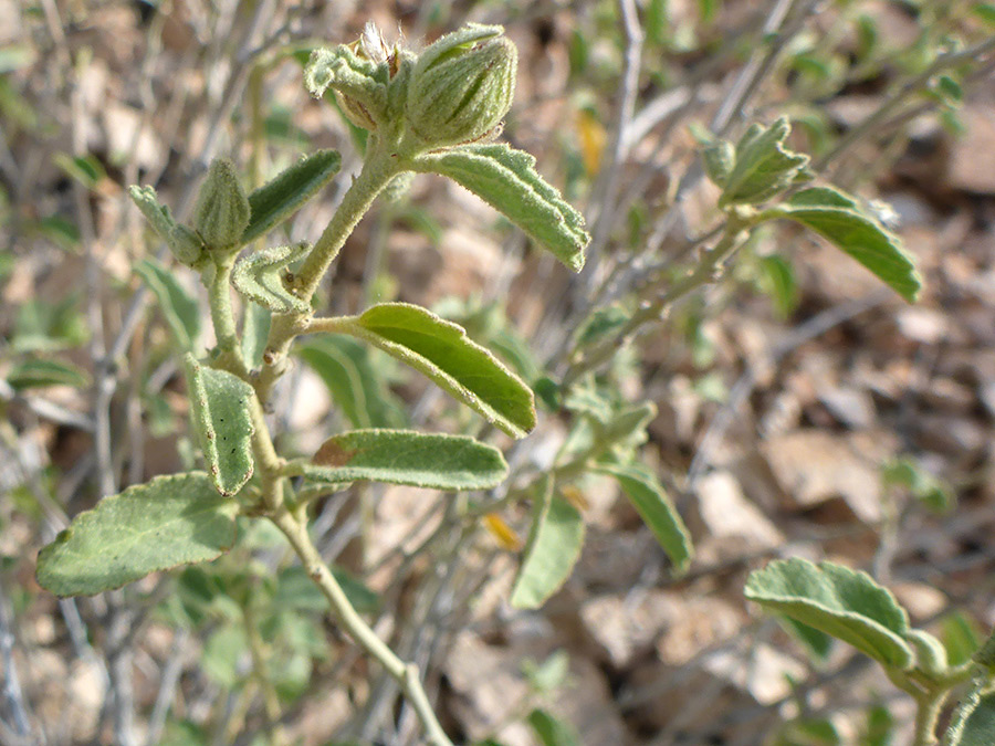 Stems and leaves