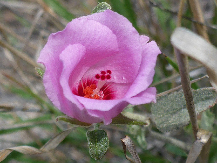 Rose-like flower