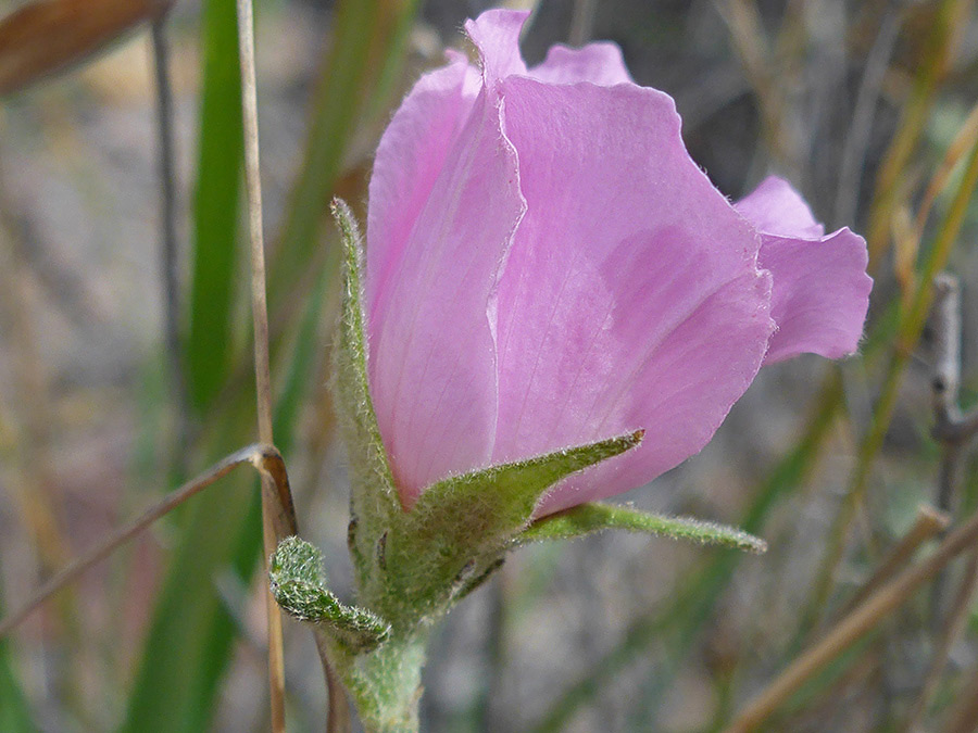 Side of a flower