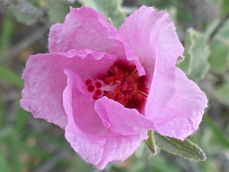 Curly petals