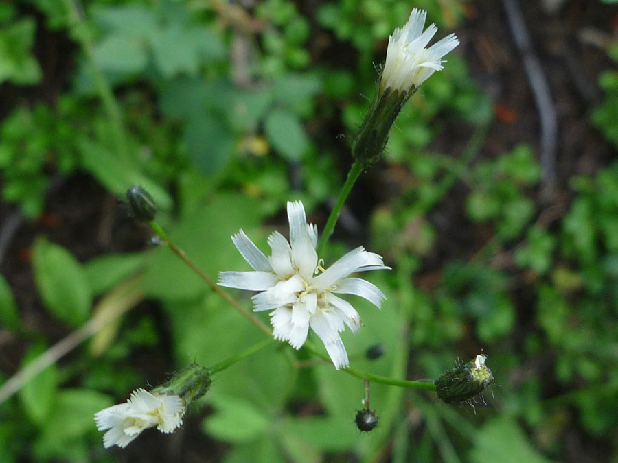 Three flowers