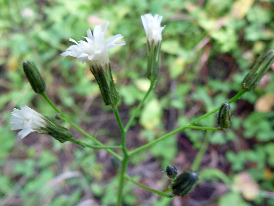 Branched stem