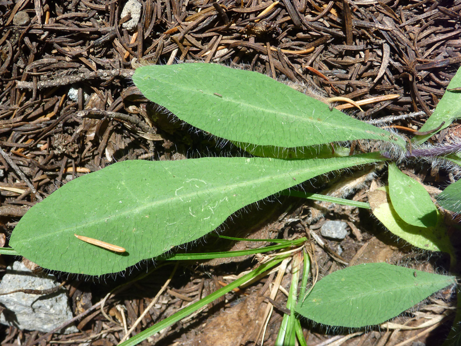 Basal leaves