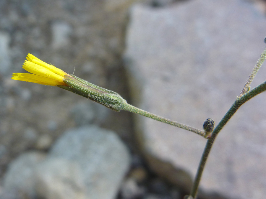 Opening flower