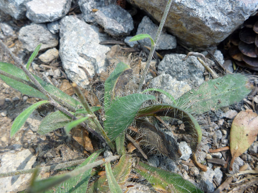 Hairy leaves