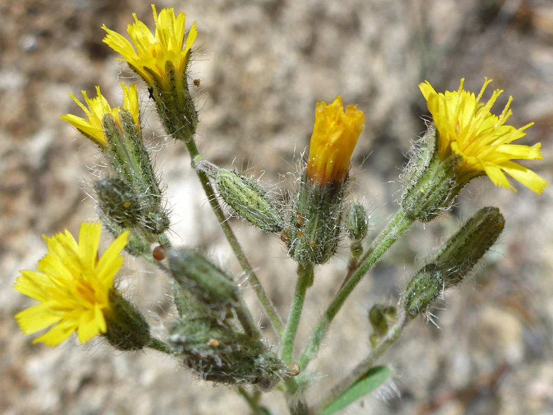 Clustered flowerheads