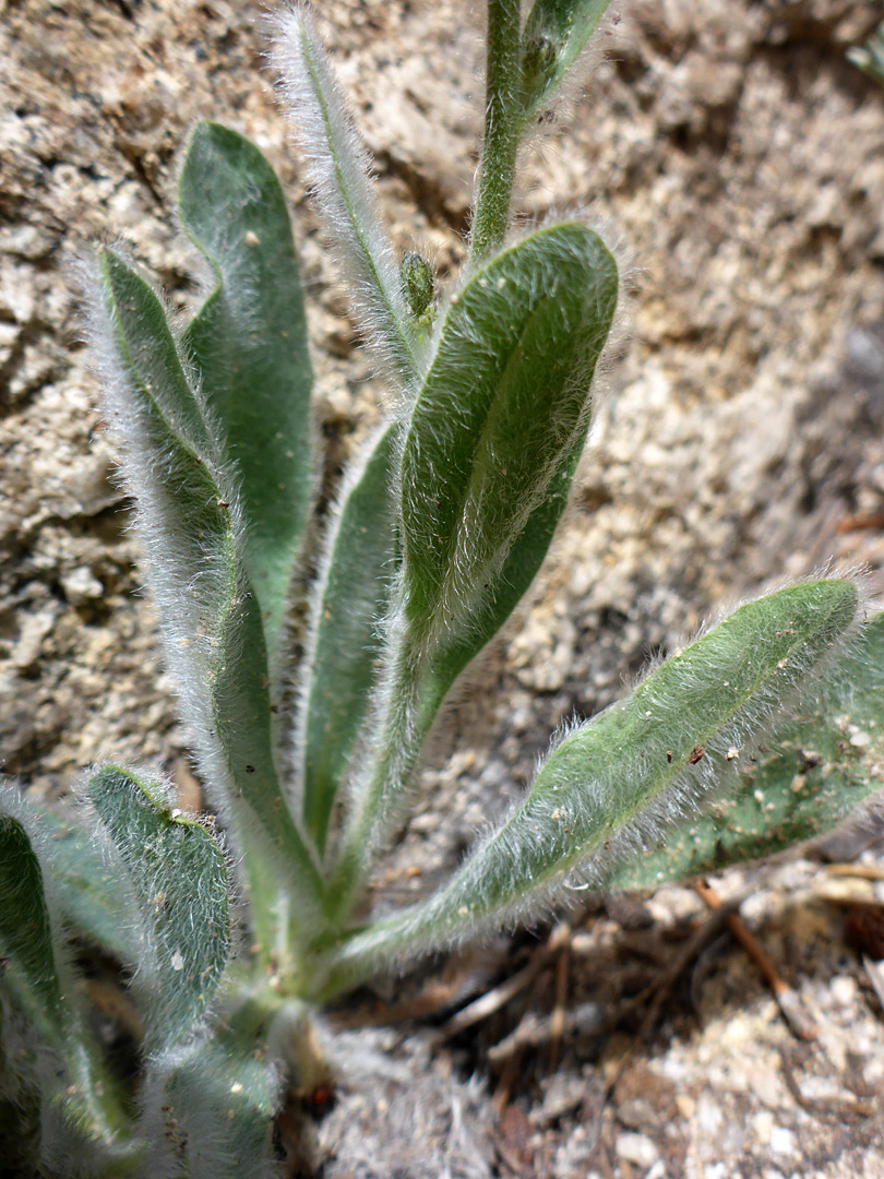 Hairy, stalked basal leaves