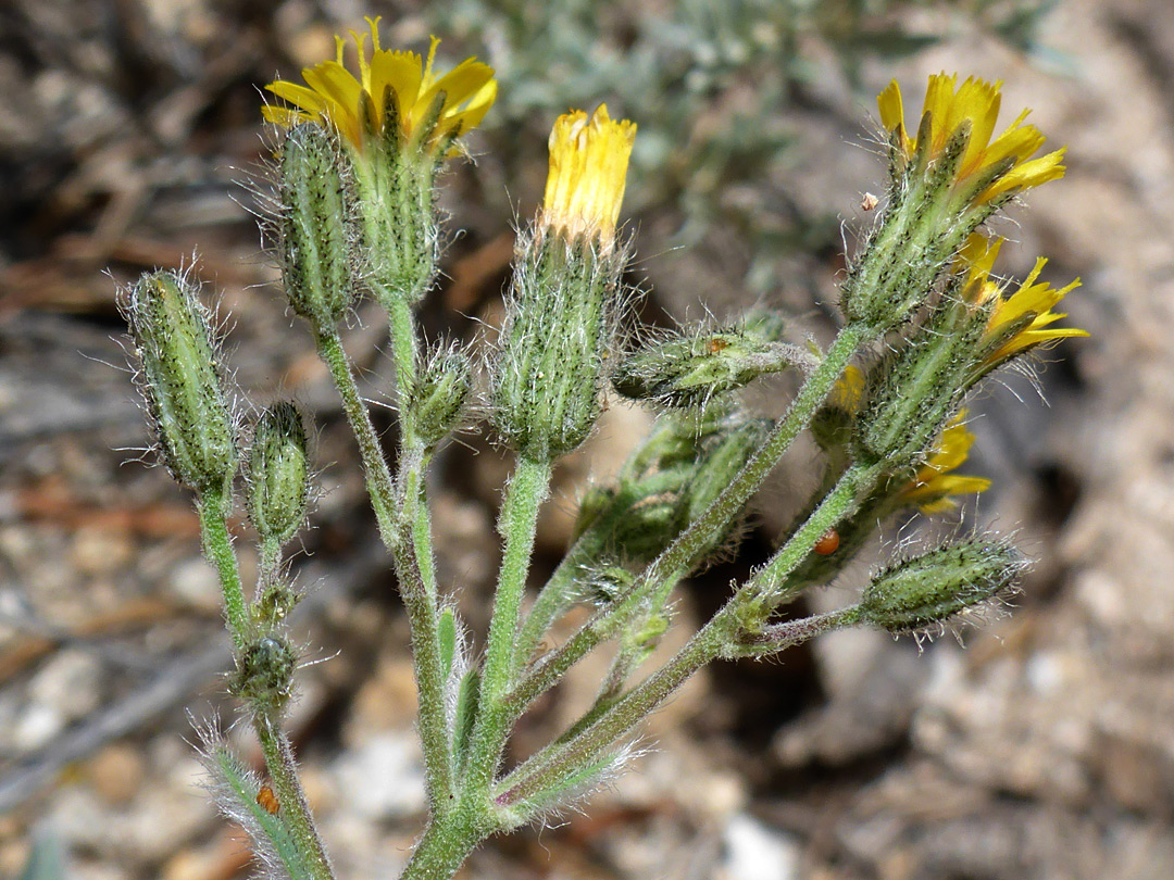 Branched inflorescence