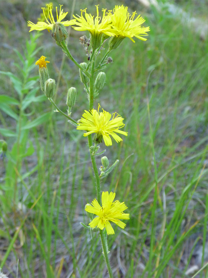 Stem with buds