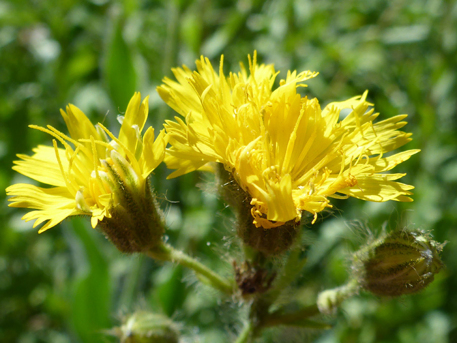 Overlapping flowerheads