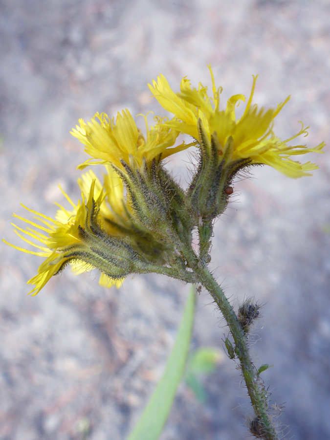 Hairy phyllaries