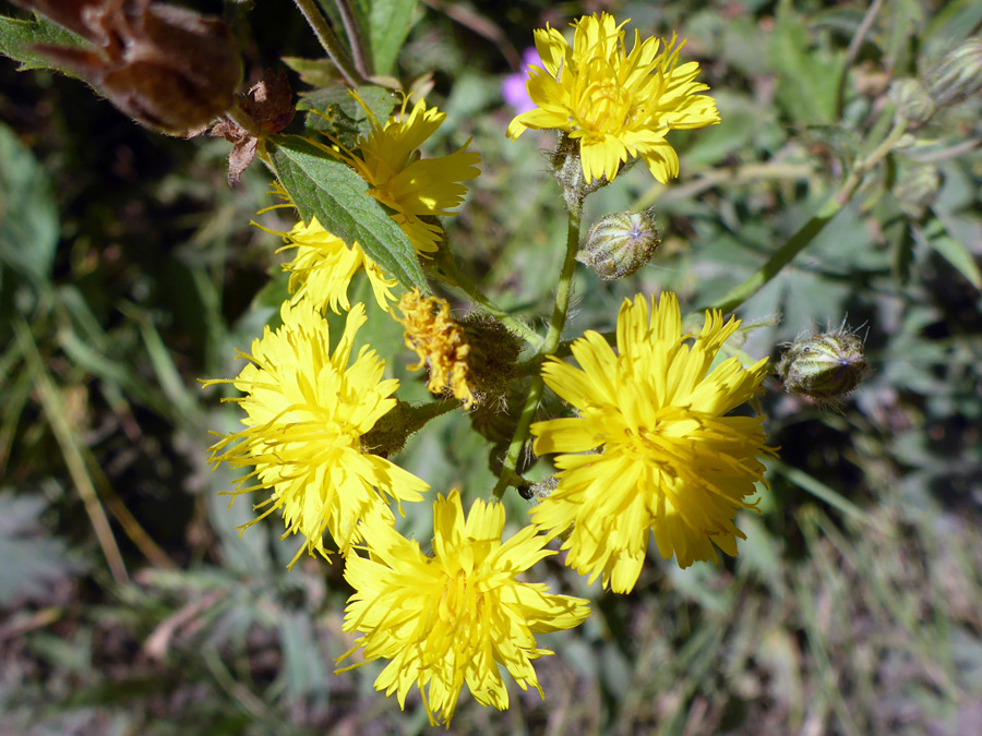 Buds and flowerheads