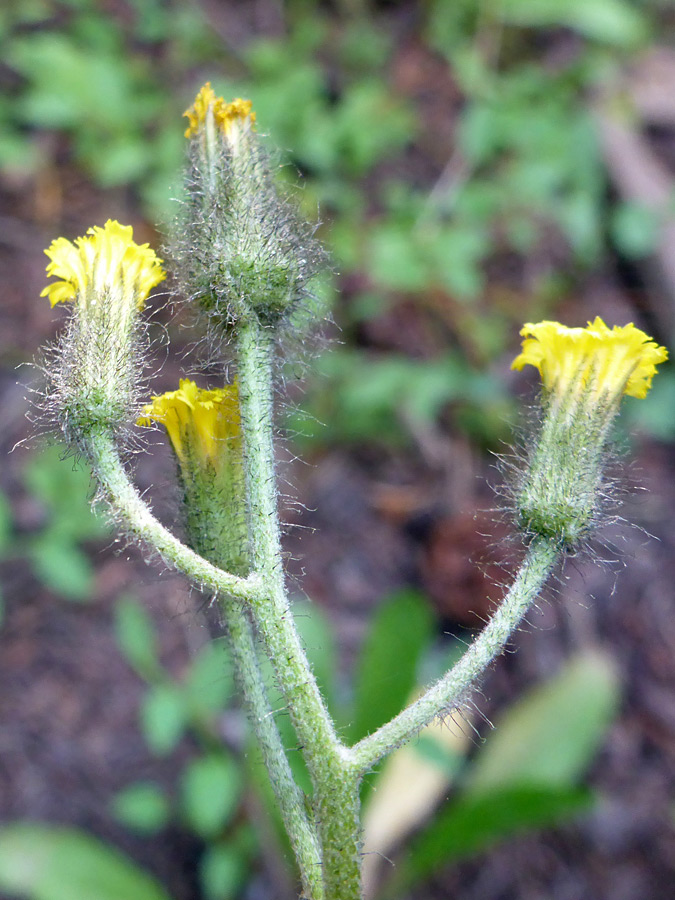 Hairy phyllaries