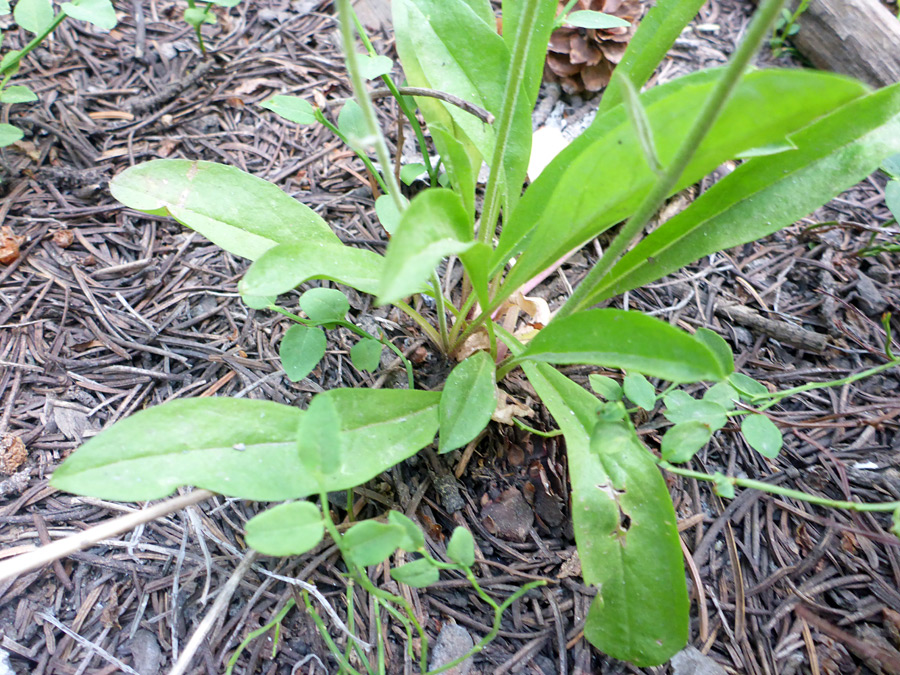 Basal leaves