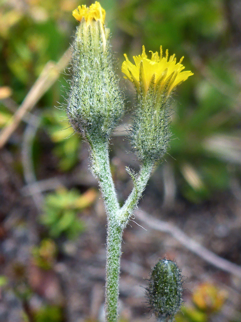 Three flowerheads