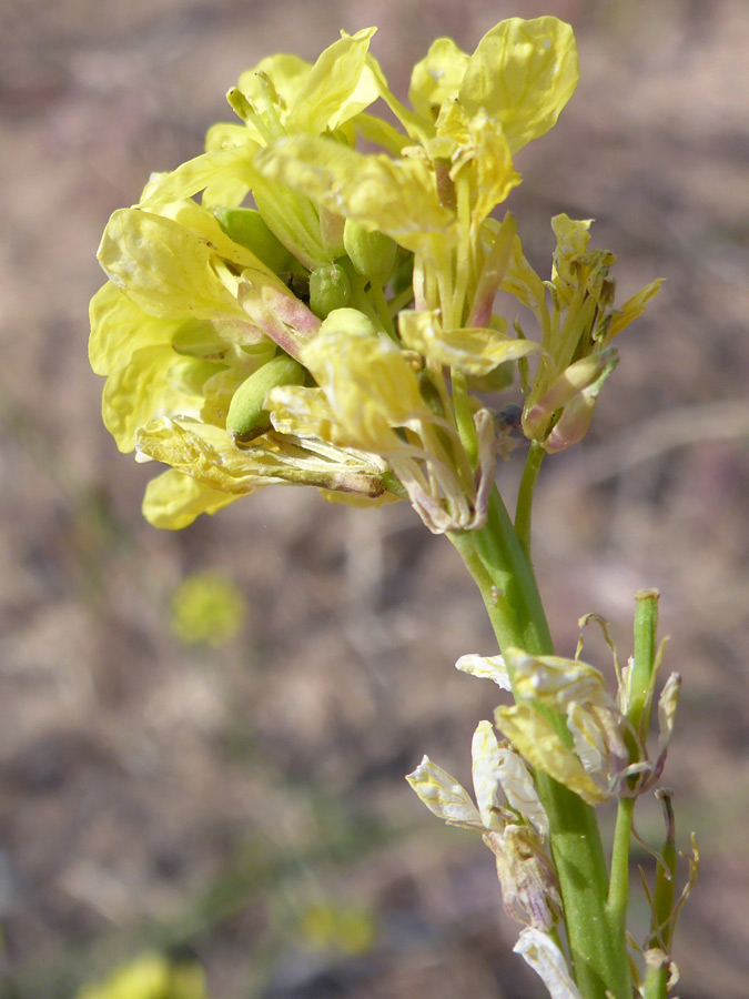 Green stem