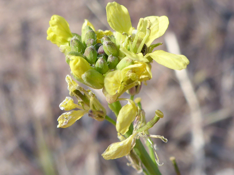 Buds and flowers