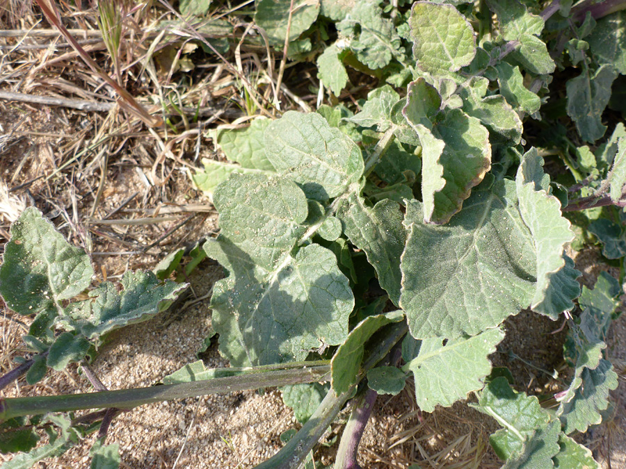 Pinnate leaves